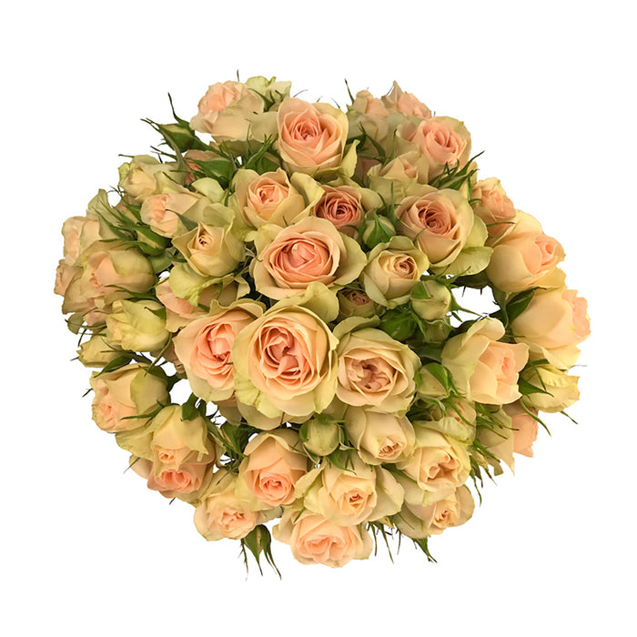 Spray Rose