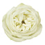 White Roses