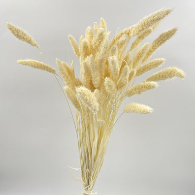 Setaria bleached