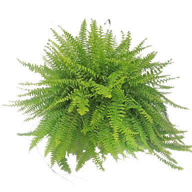 Boston Fern Hanging Basket