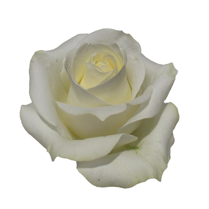 White Roses