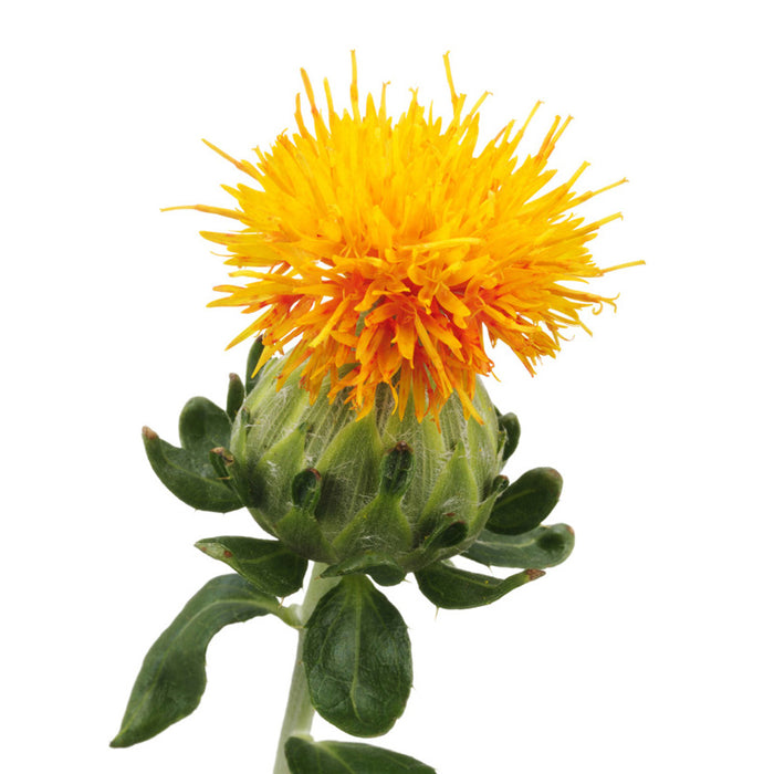 Safflower