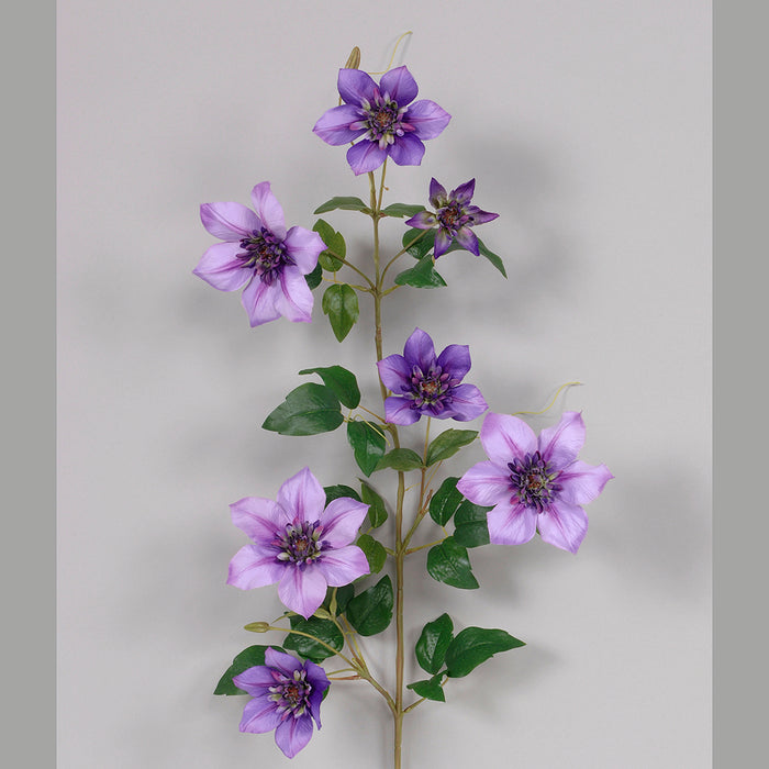 Clematis Lavander