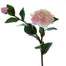 Camellia Japonica