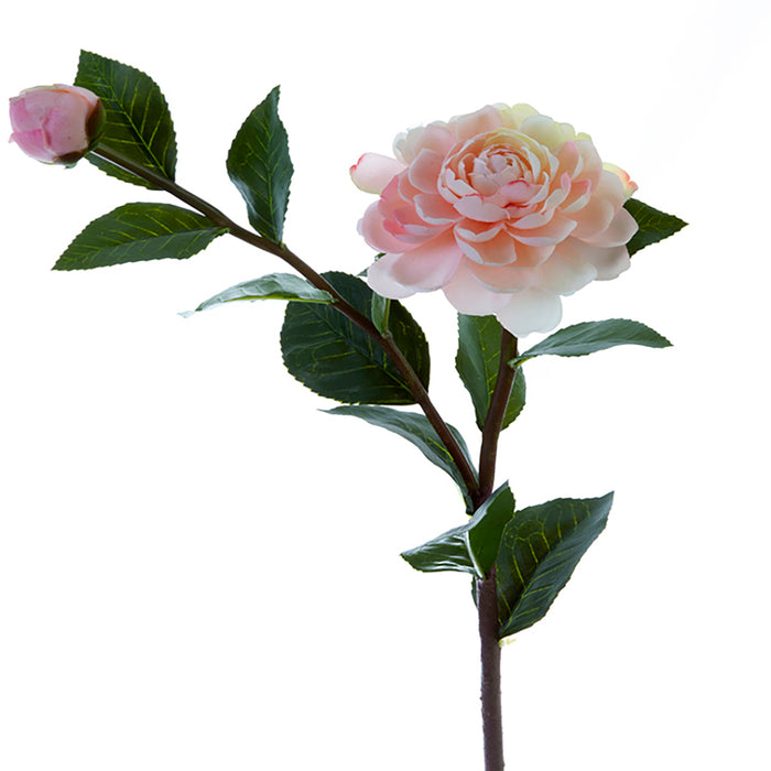 Camellia Japonica