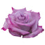 Lavender Roses