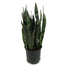 10 in Sansevieria