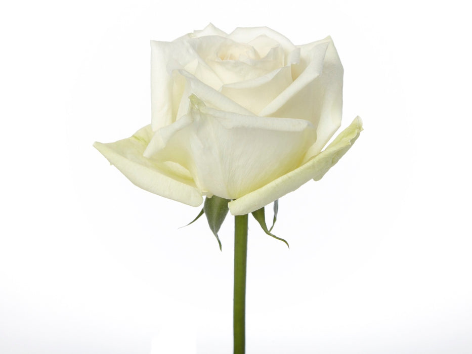 Rose White White O'Hara 60cm