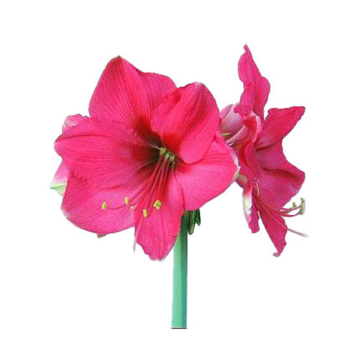 Amaryllis