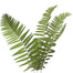 Flat Fern