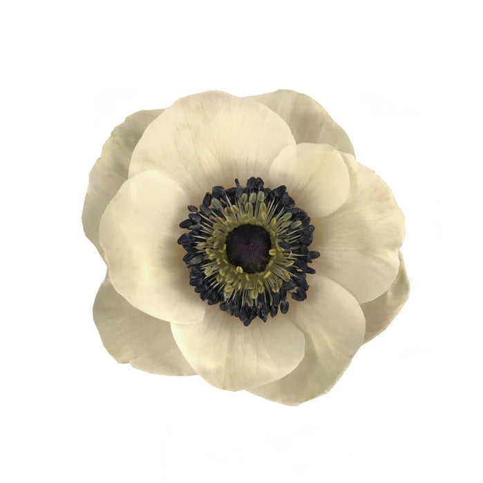 Anemone