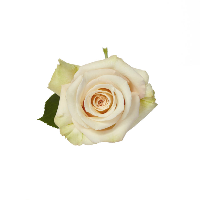 Novelty Roses