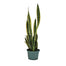 6 in Sansevieria