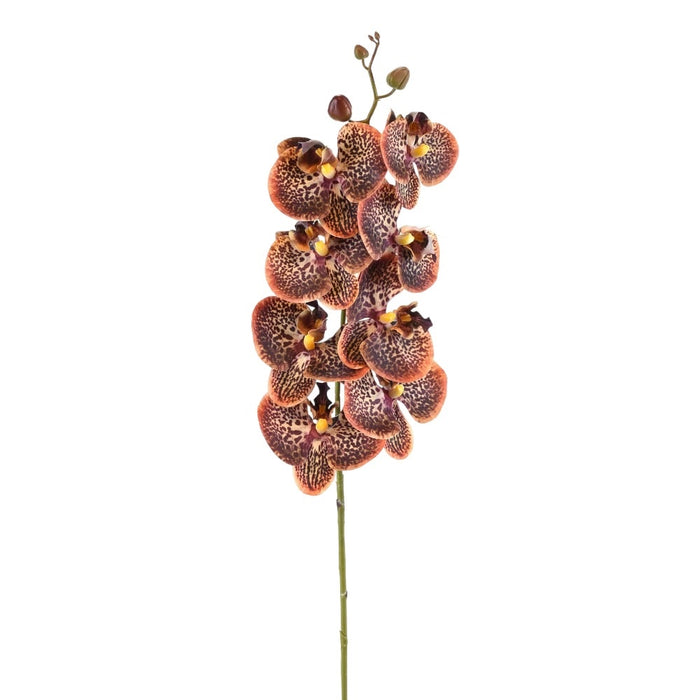 35 in Orchid Stem - Chocolate