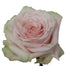Rose 40cm Shimmer