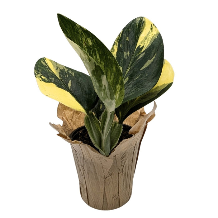4" Monstera Standleyana Variegated