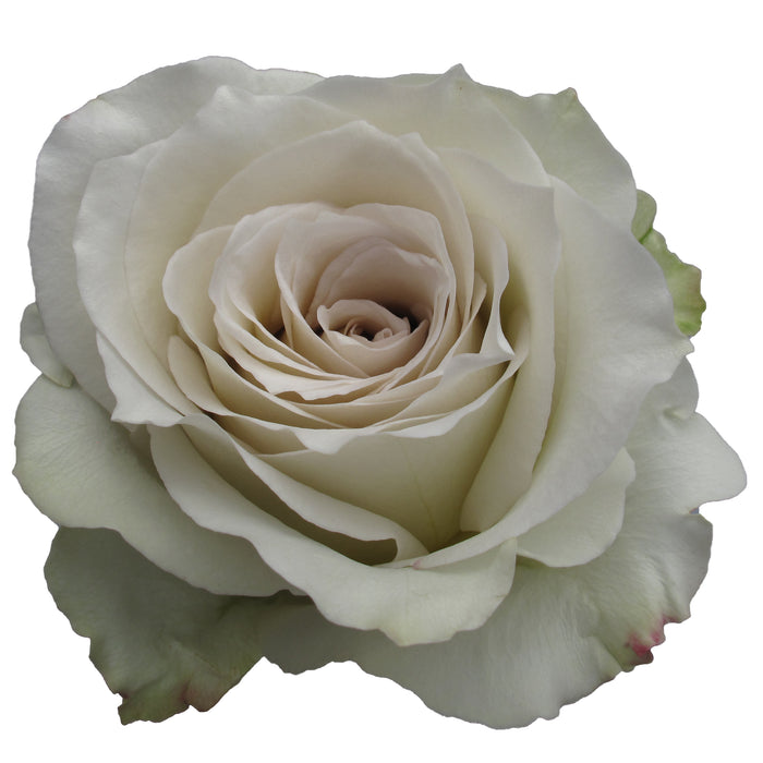 Rose 50cm Early Gray
