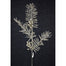 36" Glitter Pine Berry Spray - Platinum