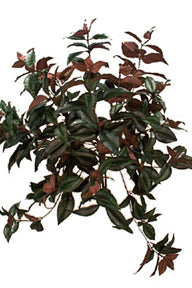 21" Wandering Jew