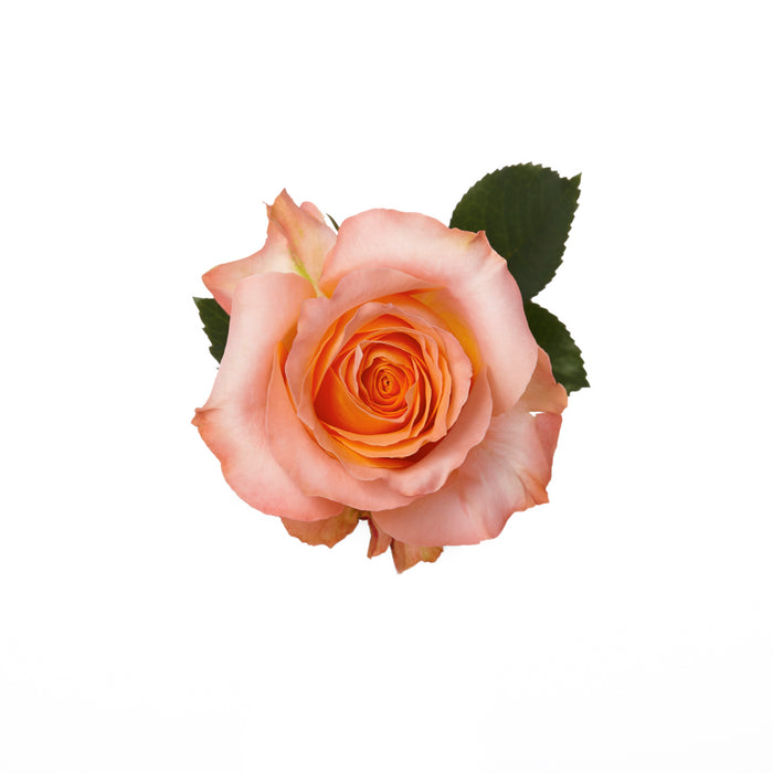 Coral Roses