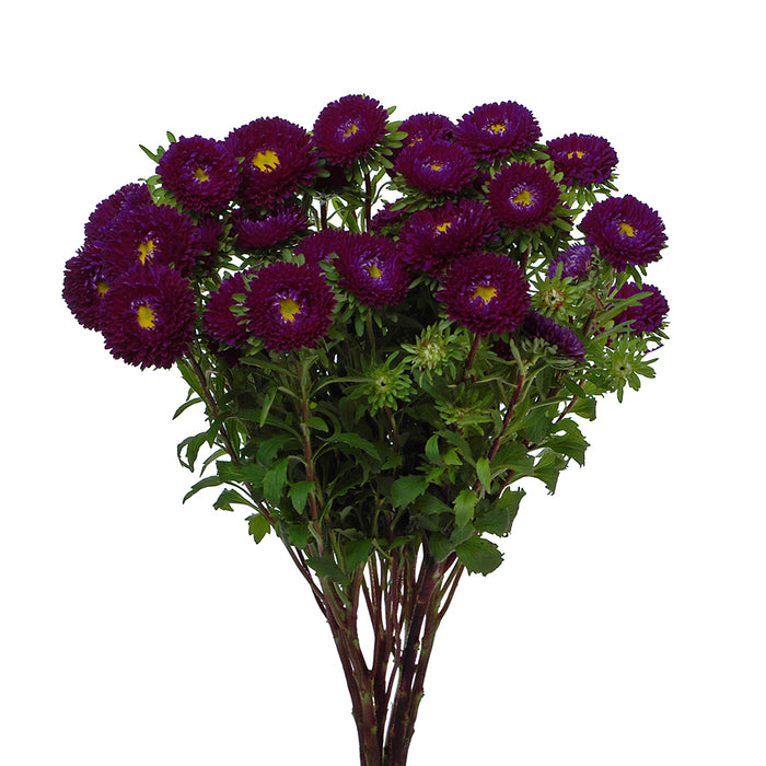 Carnival Aster Purple