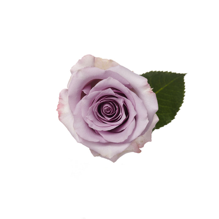 Lavender Roses