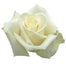 White Roses
