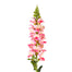 Snapdragon