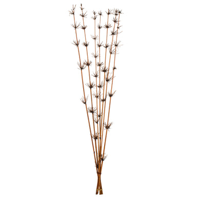 36-40 in Brown Star Bamboo Reed (7 Stem Bunch)