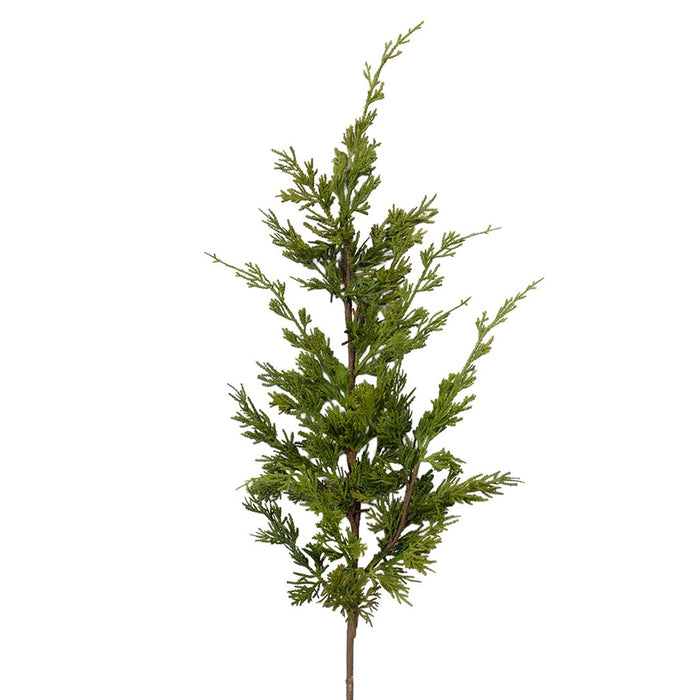 Conifers Spray