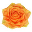 Rose Novelty High and Intenze 50cm