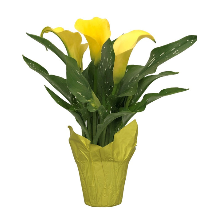 Calla Lily