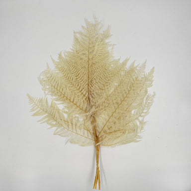 Leatherfern Bleached