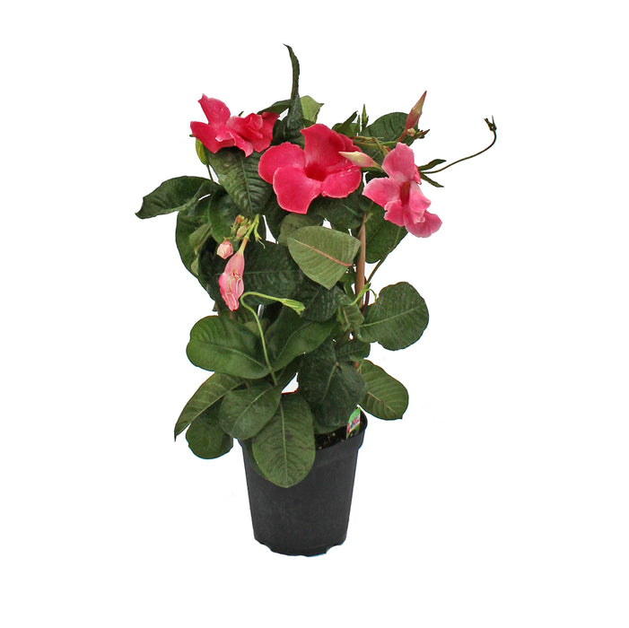 Mandevilla Trellis