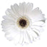 Gerbera White