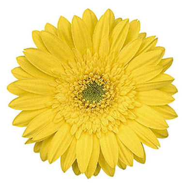 Gerbera Yellow