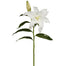 27" Casablanca Lily White