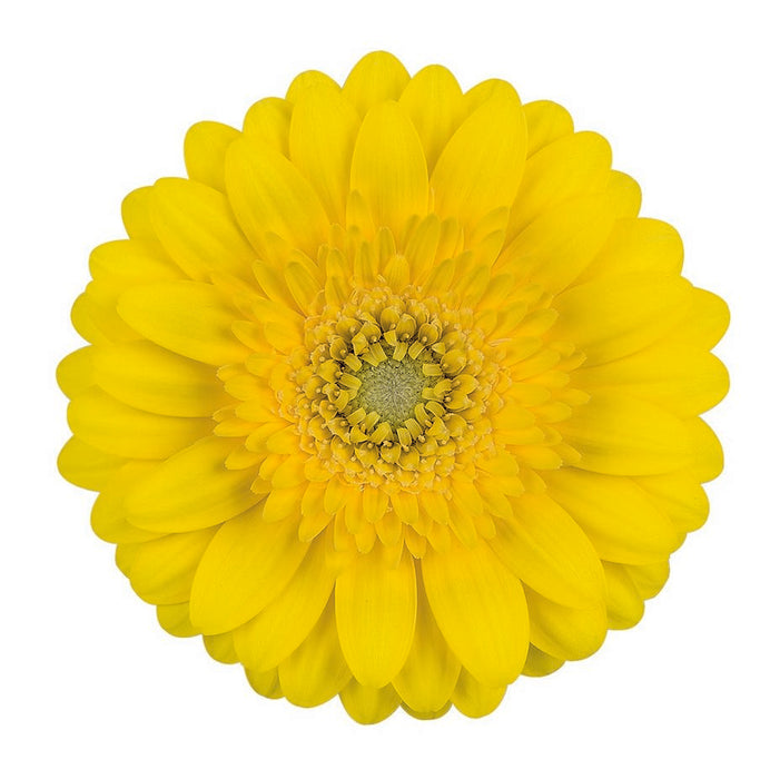 Germini Yellow Sundee