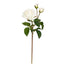 22 in English Rose Sweet Juliet - Cream