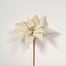 24" Polyester Poinsettia - Cream/Pearl