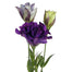 Lisianthus Purple Variegated