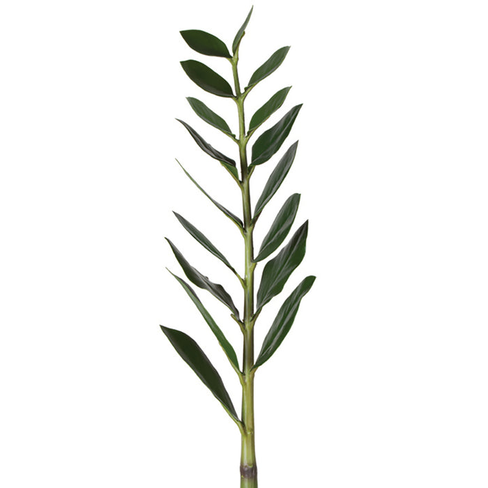 Zee Zee Plant