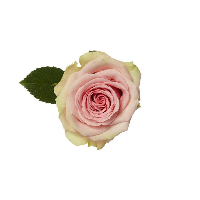 Pink Roses