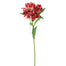 32 in Alstromeria Spray Red