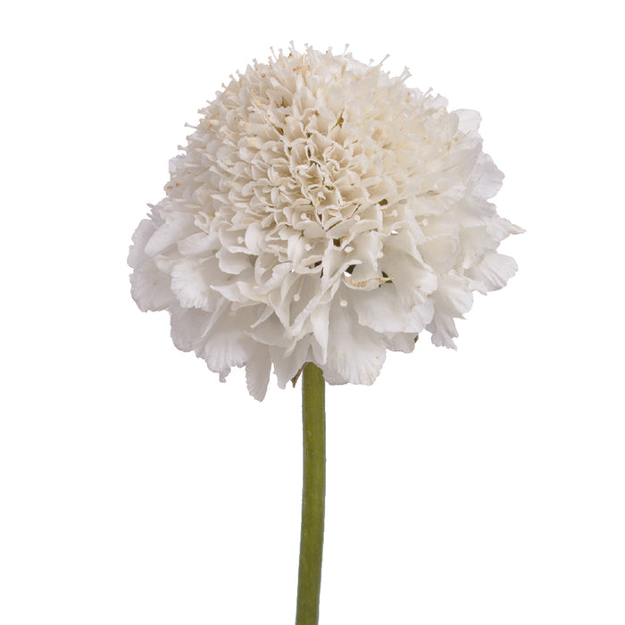 Scabiosa