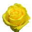 Yellow Roses