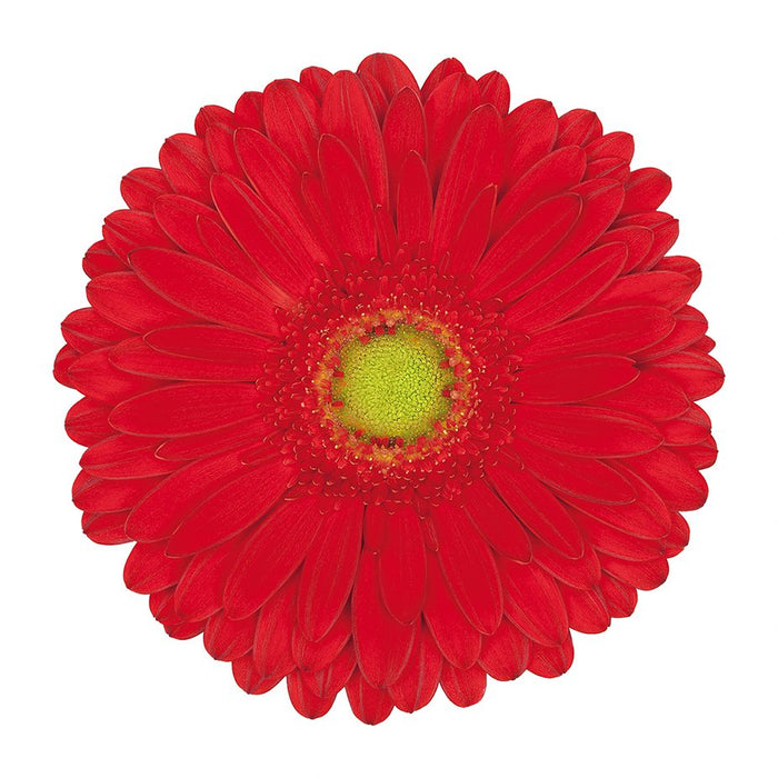 Gerbera Red Highlight