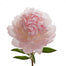 Peony Blush