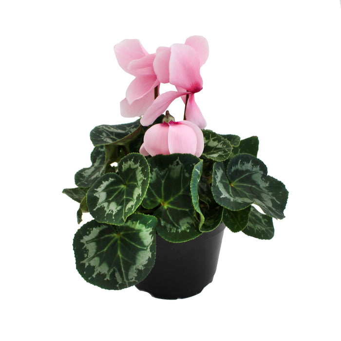 Cyclamen