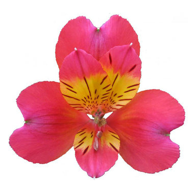 Alstroemeria Hot Pink